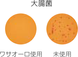 ワサオーロ:大腸菌に対する抗菌効果の写真