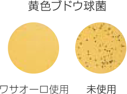 ワサオーロ:黄色ブドウ球菌に対する抗菌効果の写真