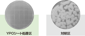 カビに対する効力試験結果の写真